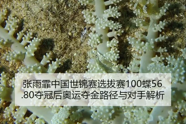 张雨霏中国世锦赛选拔赛100蝶56.80夺冠后奥运夺金路径与对手解析